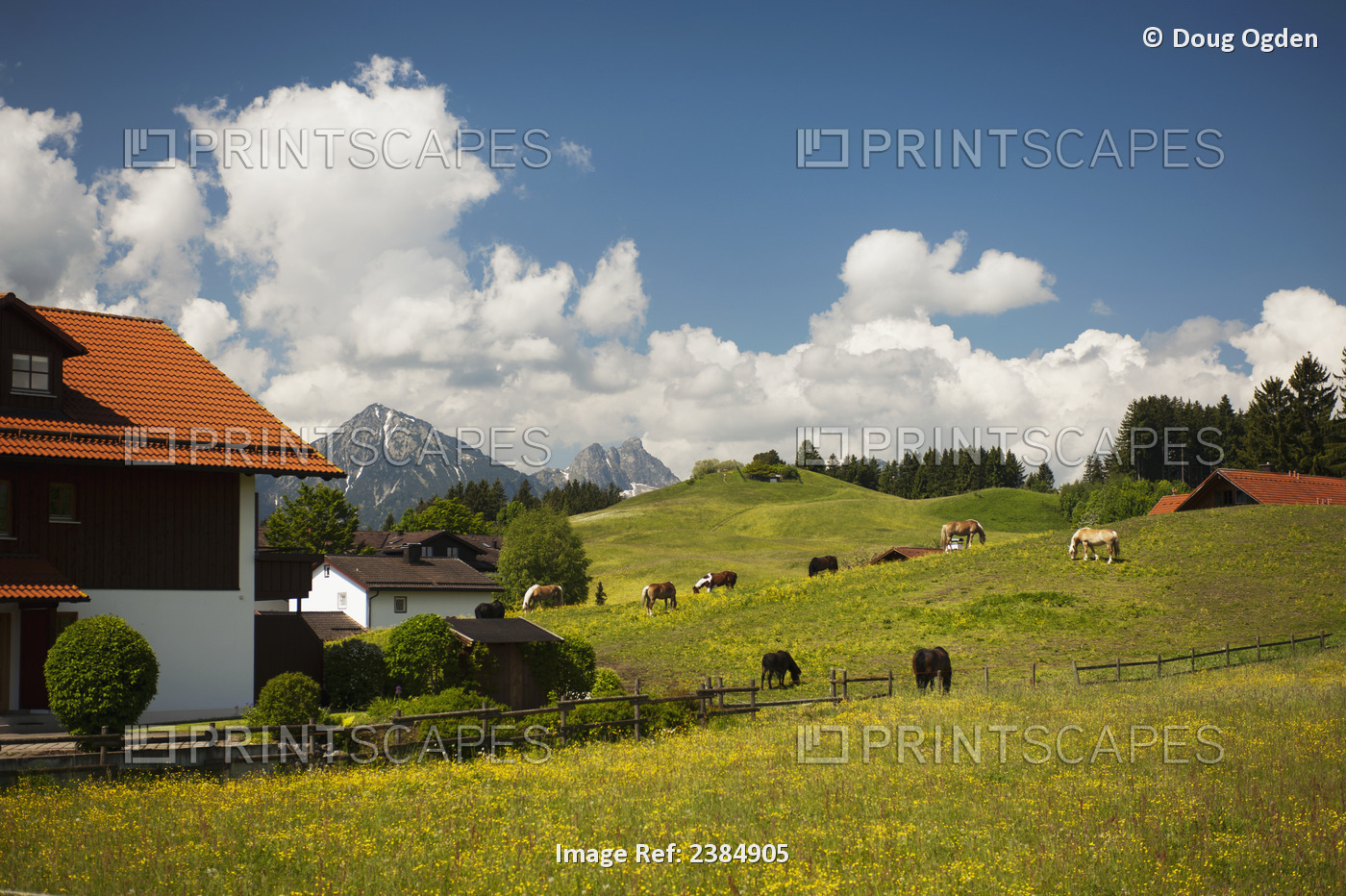 A Springtime Pastoral Scene In Southern Germany Across A Flowered Field With ...