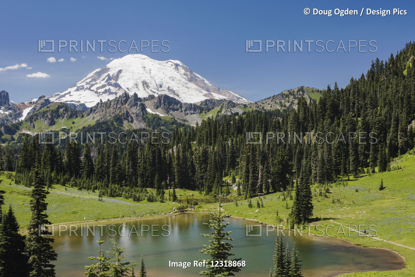 A View Of Mount Rainier Above Tipsoo Lake, Near The Top Of Chinook Pass On ...