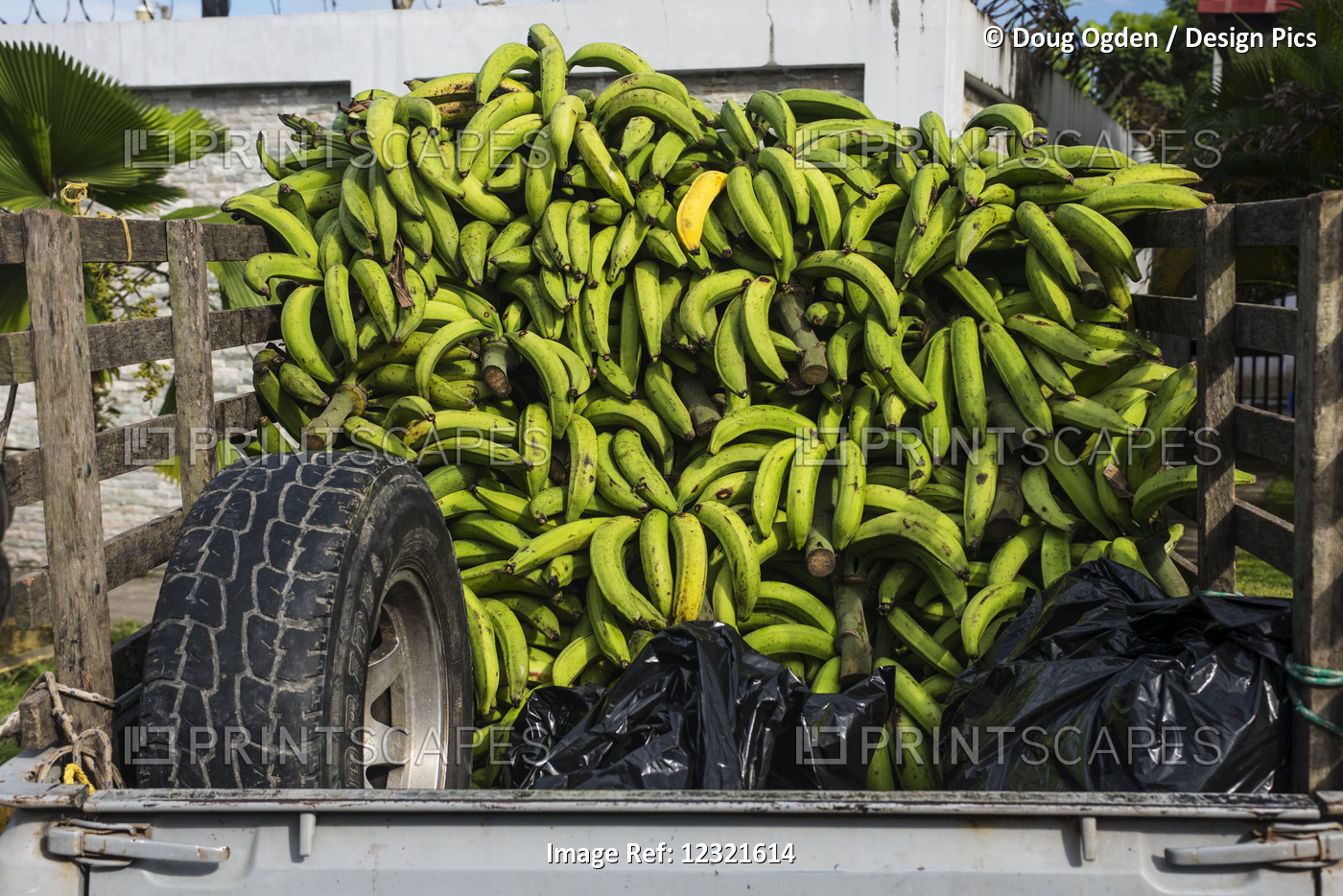 A Load Of Green Bananas And One Yellow One On The Way To Market, The Bananas ...