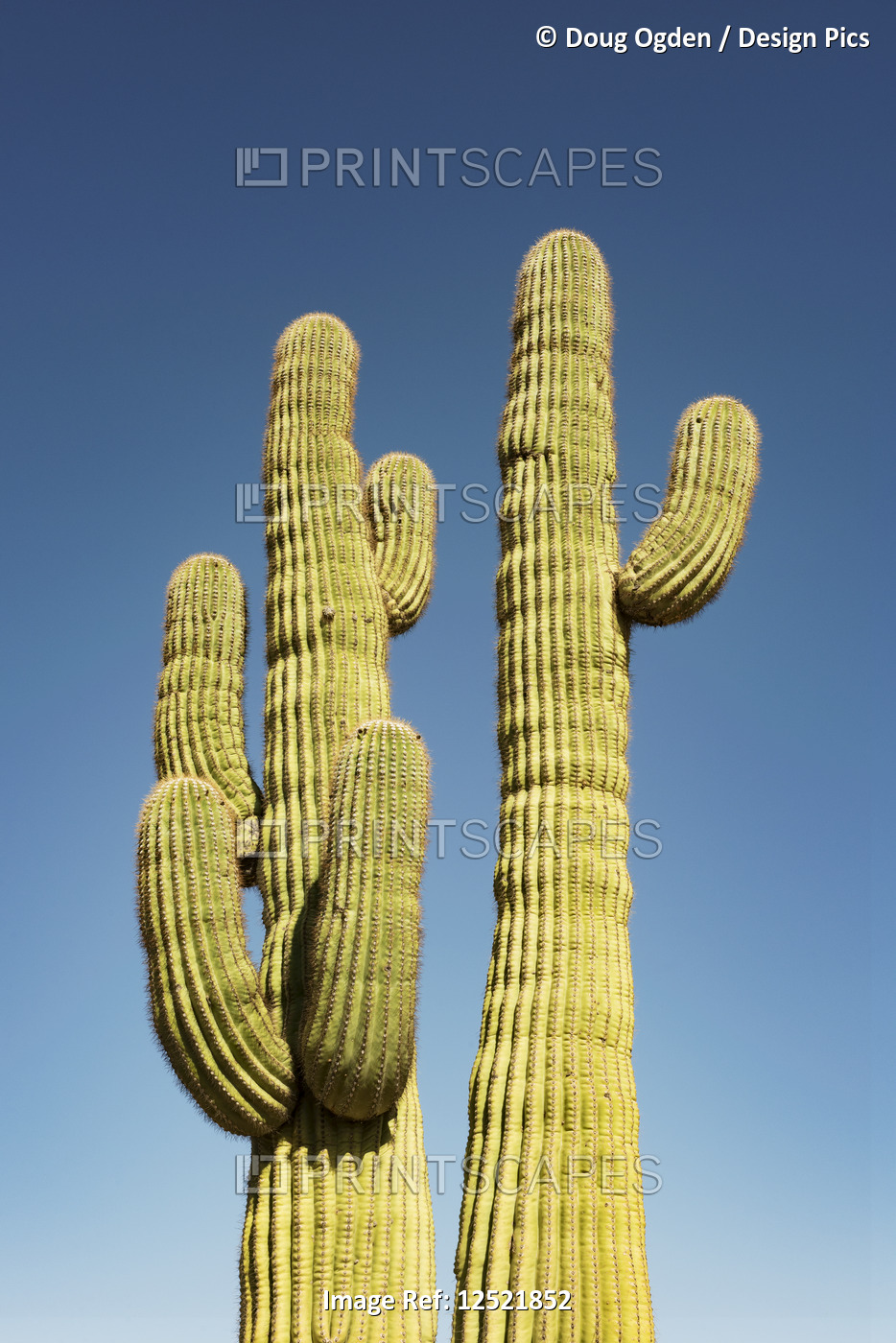 Saguaro Cactus, Sonoran Desert