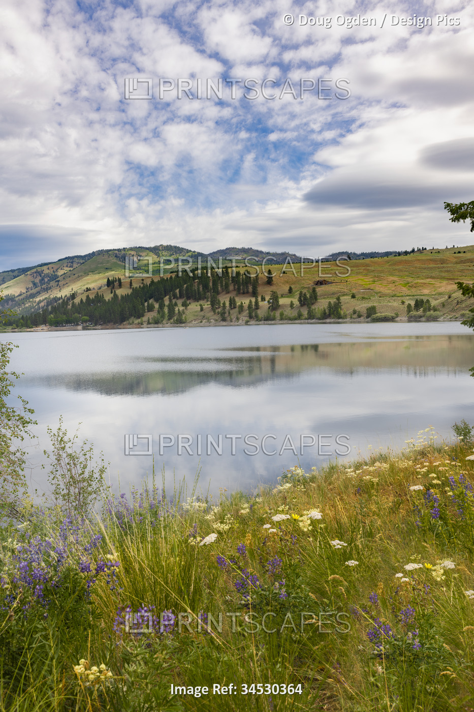 Summer wildflowers and the hills around Conconully Reservoir in central ...