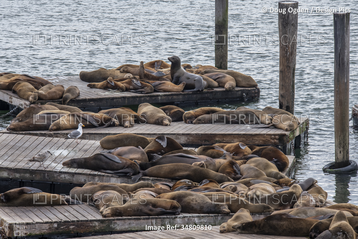 California Sea Lions (Zalophus californianus) napping on the haulout docks at ...