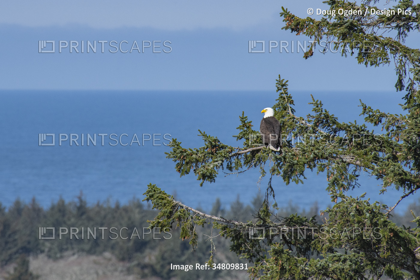 A Bald Eagle (Haliaeetus leucocephalus) looking over his domain at Cape ...
