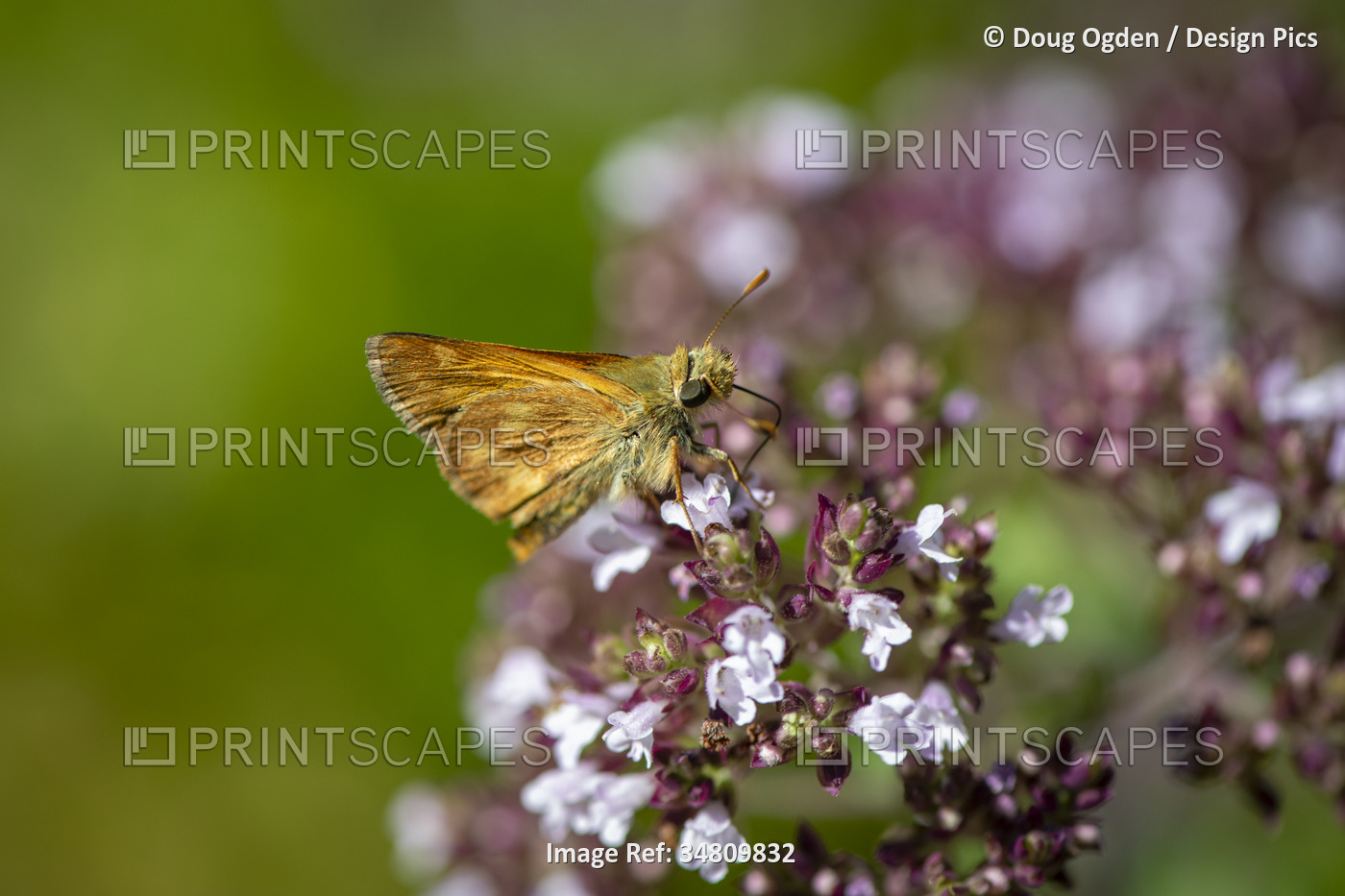 Close-up portrait of a Woodland Skipper Butterfly (Ochlodes sylvanoides) ...