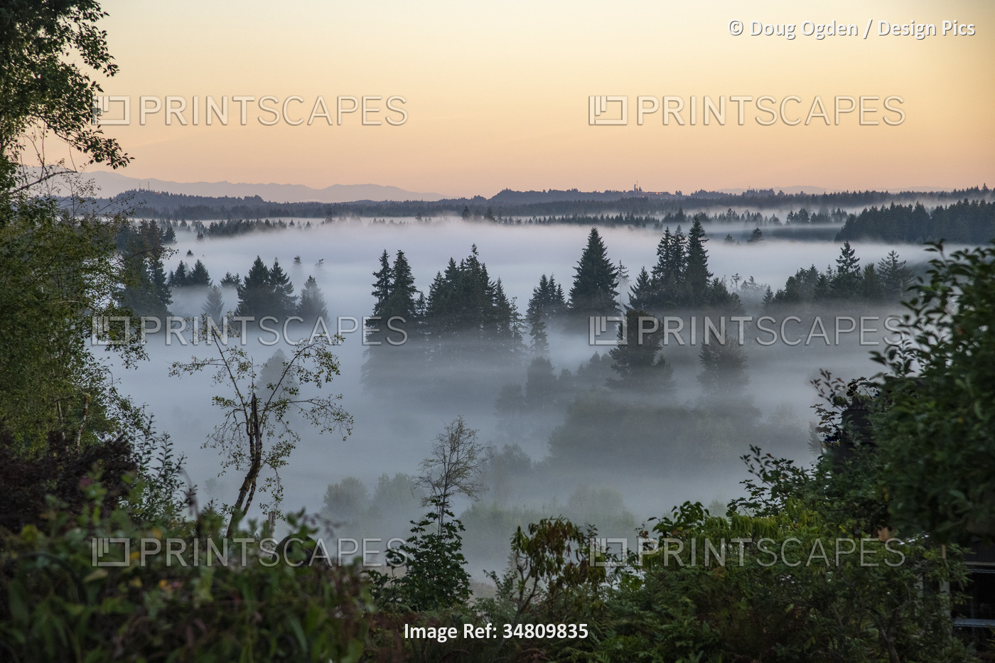 Scenic view of fog among the trees at sunrise in the Pacific Northwest with the ...