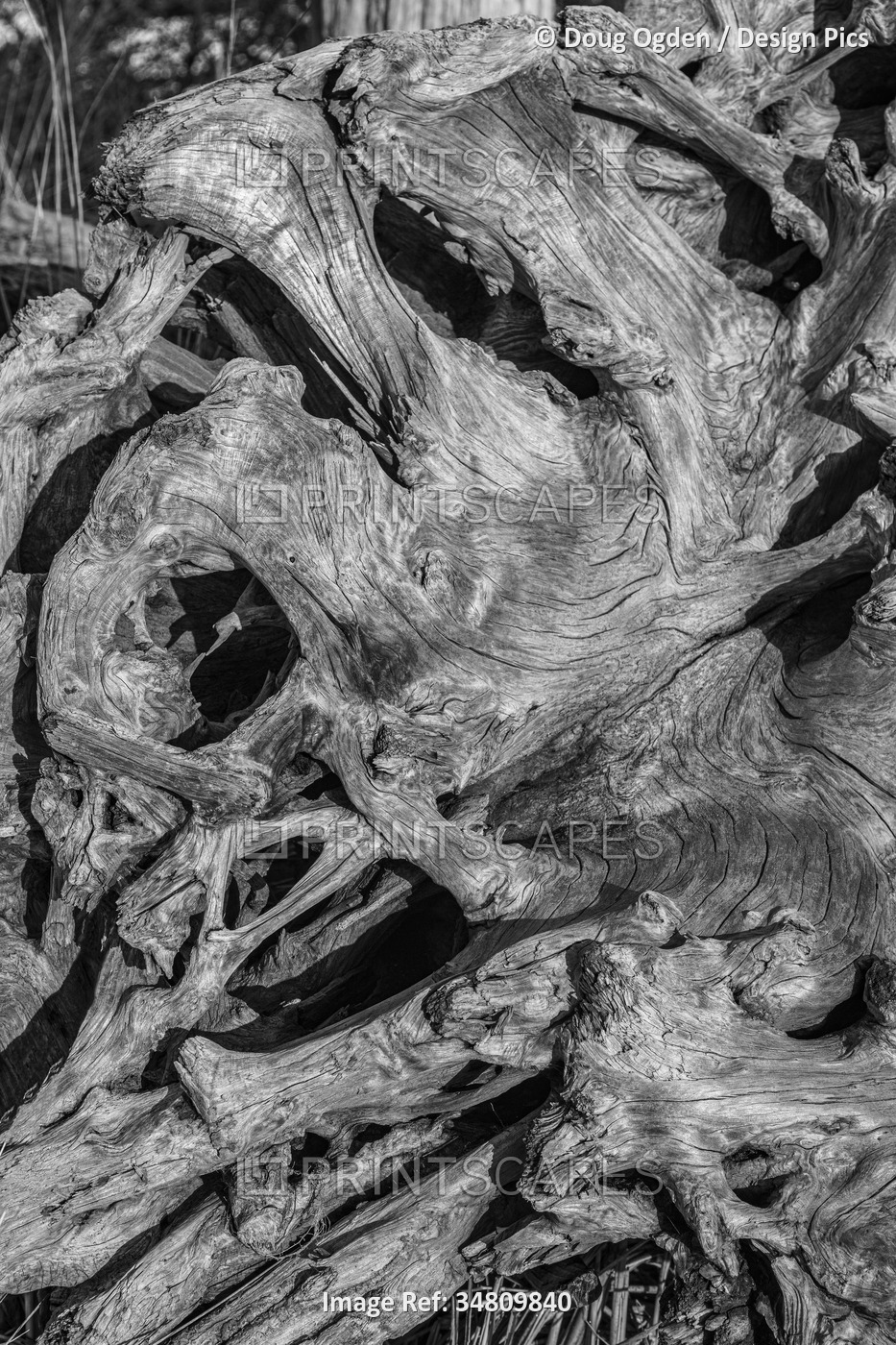 Monochrome detail of twisted driftwood in Cape Disappointment State Park; Long ...