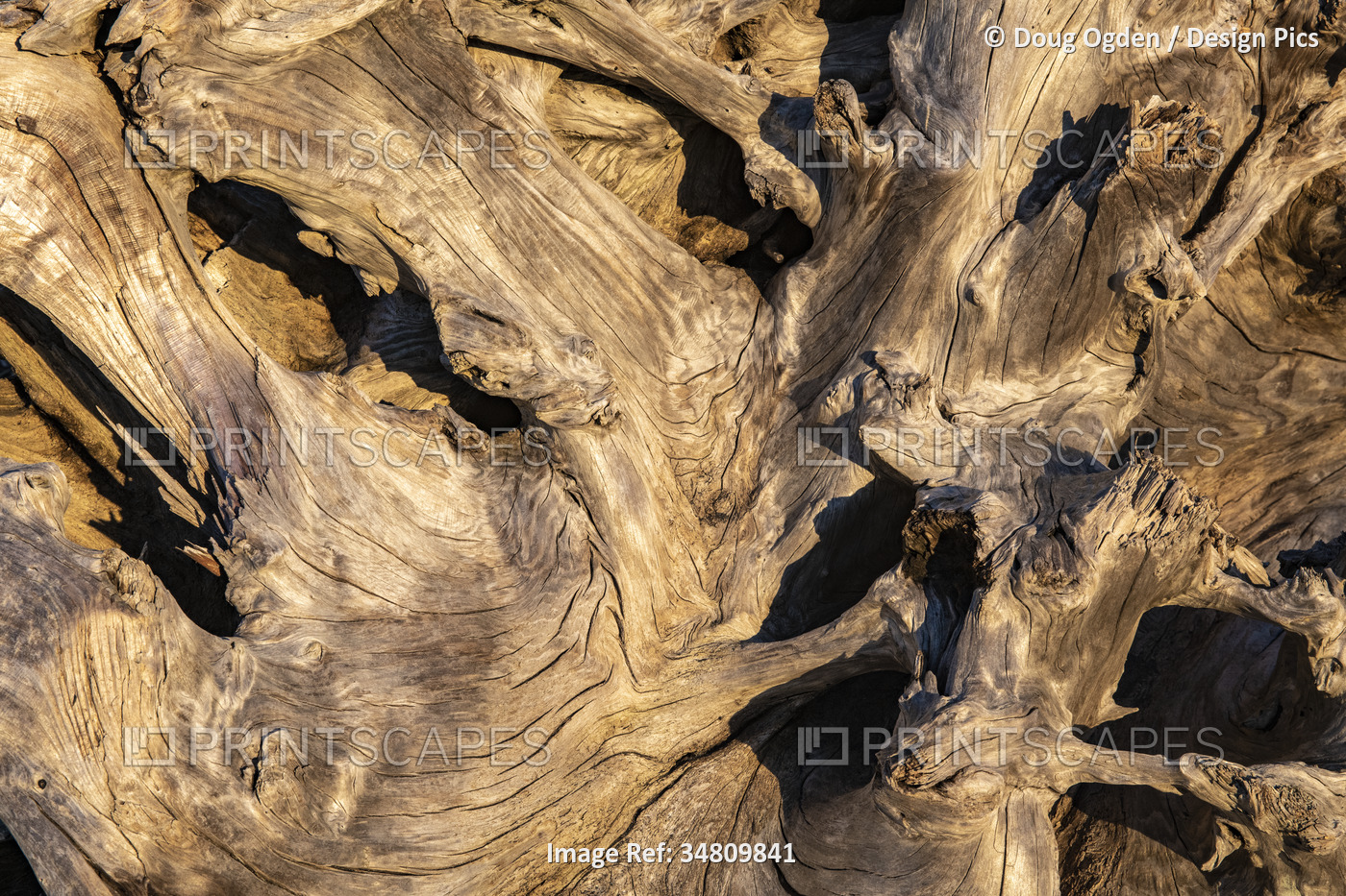 Close-up, detail of sunlit, twisted and dried driftwood in Cape Disappointment ...