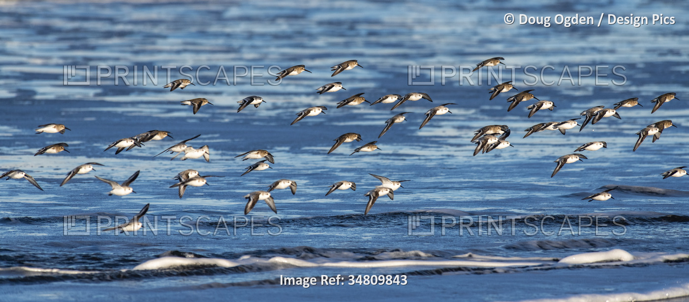 Flock of Sanderling seabirds (Calidris alba) in flight over the beach and waves ...