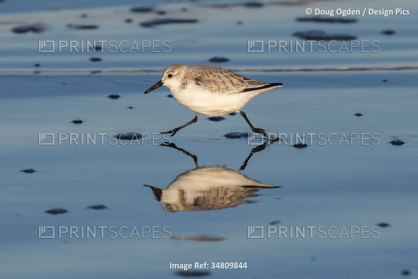 Mirror image of a Sanderling shorebird (Calidris alba) reflected in the wet ...