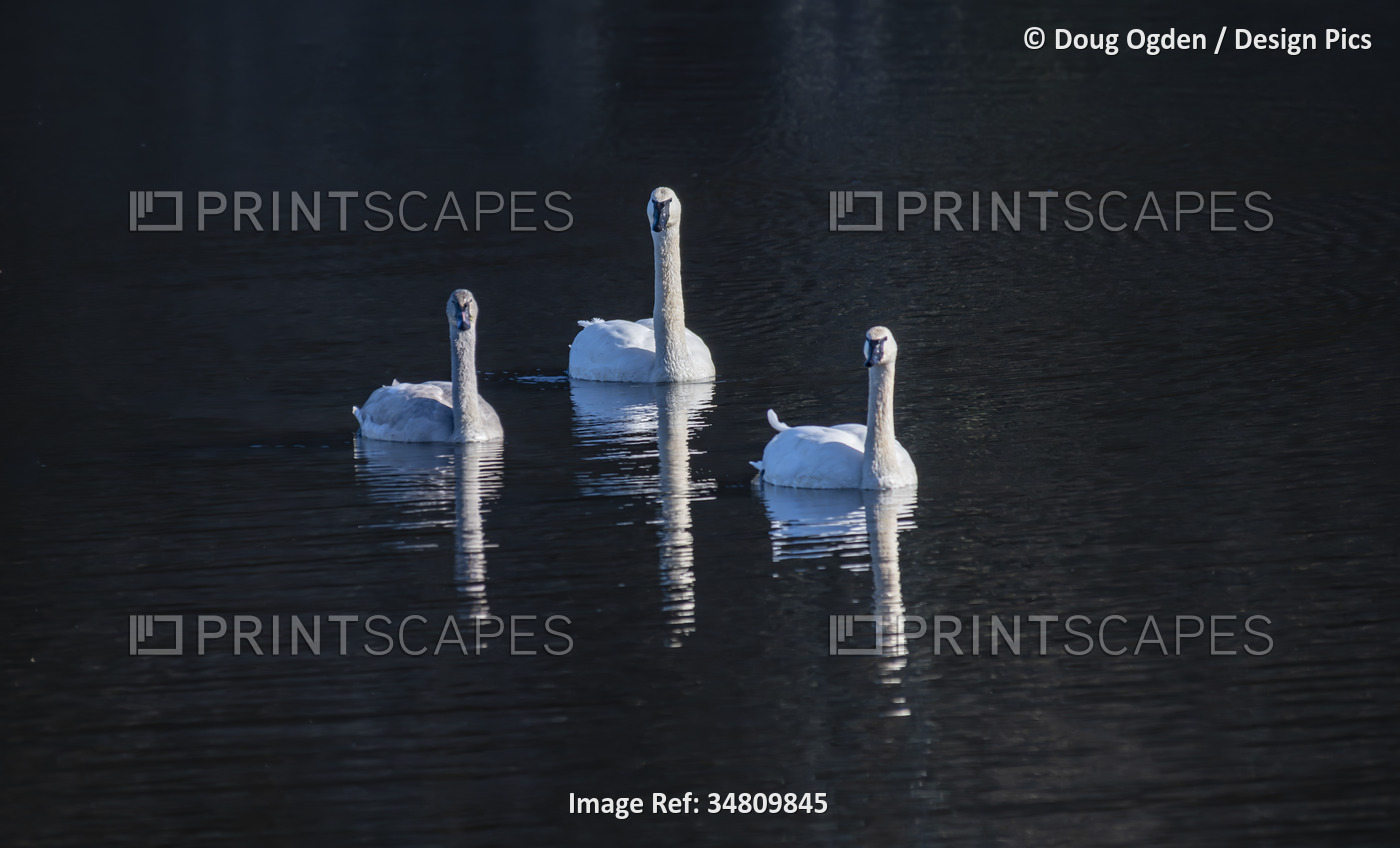 Three tundra swans (Cygnus columbianus) swimming towards the camera on Black ...